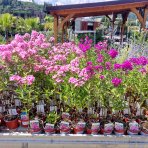 Flox metlinatý (Phlox paniculata) ‘SWEET SUMMER CANDY’® - kont. C1,5L